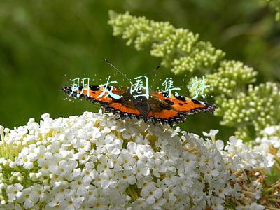 朋友圈集赞