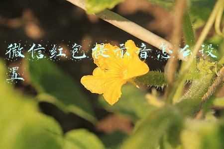 微信红包提示音怎么设置