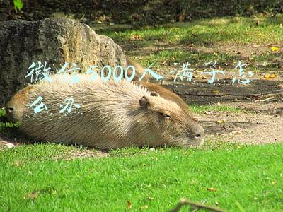 微信加满了5000怎么办(\u0026#34;微信新功能，我知道你有多少朋友\u0026#34;)