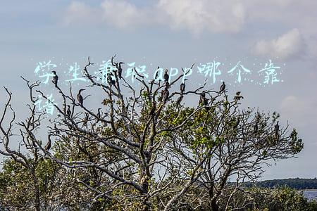 学生找兼职app哪个靠谱(学生党有什么可以用手机赚钱的APP?)