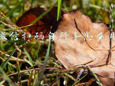 微信扫码能用信用卡吗(央行新规，商家不能用微信、支付宝个人收款码，出门要现金？)