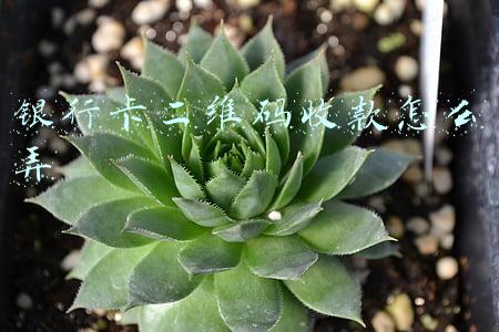 银行卡二维码收款怎么弄