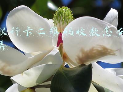银行卡二维码收款怎么弄