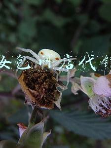 女包网店代销