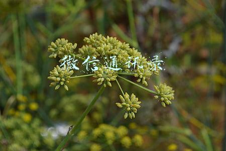 微信通讯录