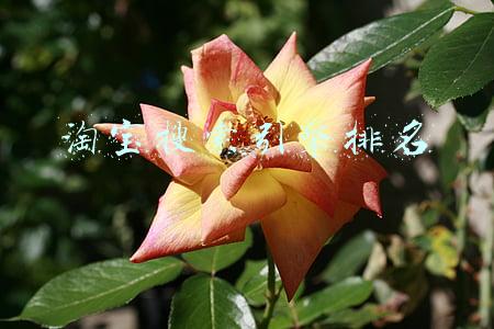 淘宝搜索引擎排名