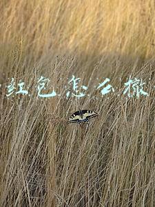 qq红包怎么撤回2022(部分地区对烟花管理一禁了之，全国政协委员建议“禁改限”)
