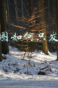 朋友圈如何只发文字