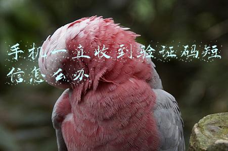 手机一直收到验证码短信怎么办