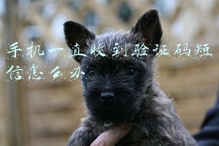 手机一直收到验证码短信怎么办