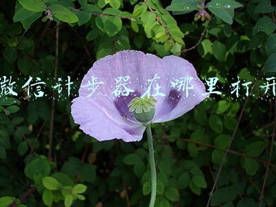 微信计步器在哪里打开
