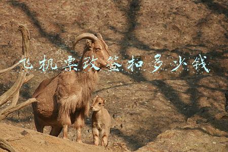 飞机票改签要手续费吗(7成手续费，2年退不掉：退机票之难，难于上青天)
