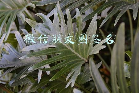 微信朋友圈签名