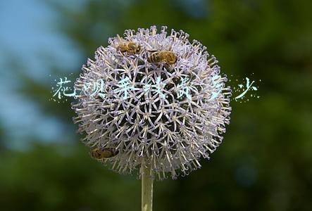花呗手续费多少