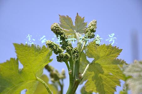 怎么注册抖音号小号(抖音如何一个身份证认证多个账号？)