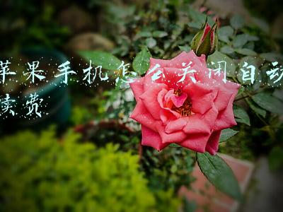 苹果手机怎么关闭自动续费