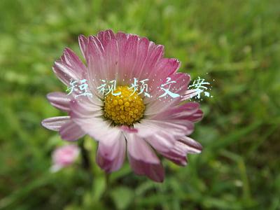 短视频文案