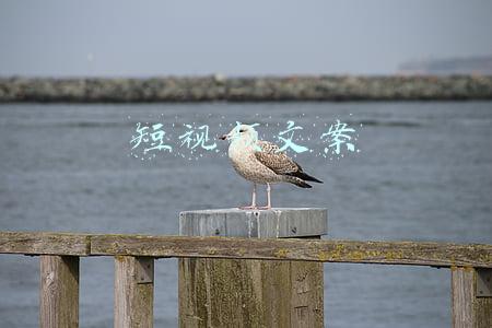 短视频文案