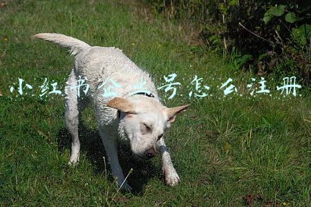 小红书企业号怎么注册