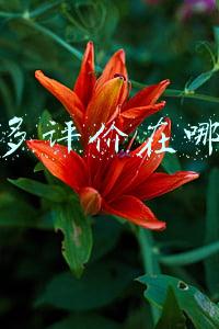 拼多多评价在哪里看得到(《拼多多》好评查看方法)