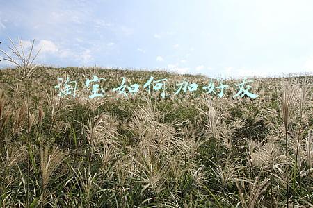 淘宝如何加好友