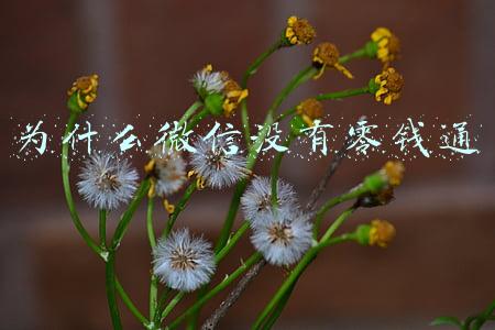 为什么微信没有零钱通