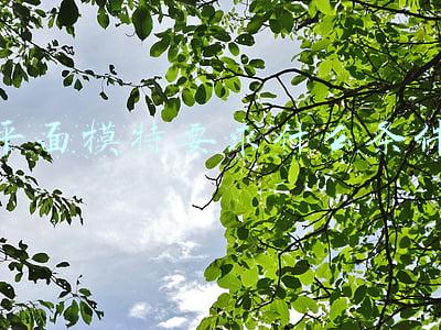 平面模特要求什么条件