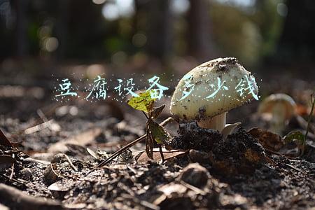 豆腐设备多少钱
