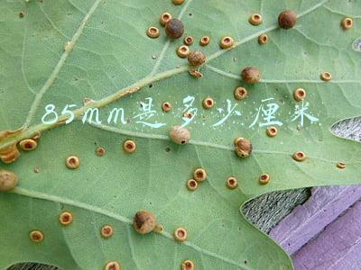 85mm是多少厘米