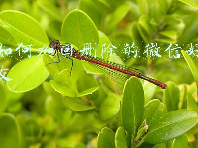 如何加回删除的微信好友