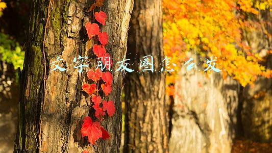 文字朋友圈怎么发