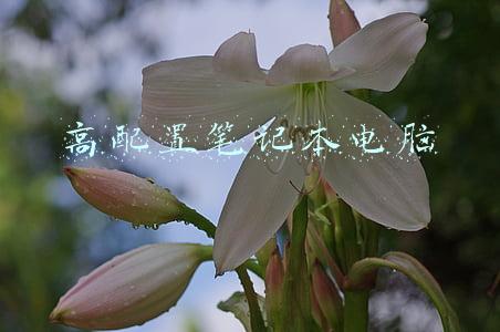 高配置笔记本电脑