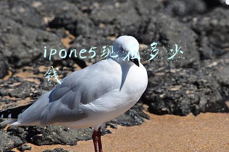 ipone5现在多少钱