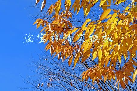 淘宝详情页模板套用(淘宝宝贝模版字数范围是多少，淘宝宝贝详情页有什么要求？)