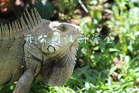 开公司注册资金