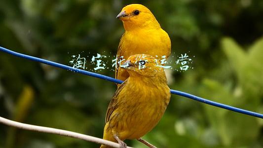 淘宝托管运营