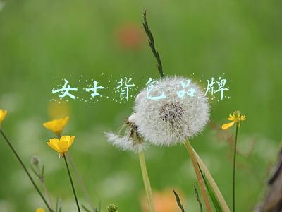 女士背包品牌
