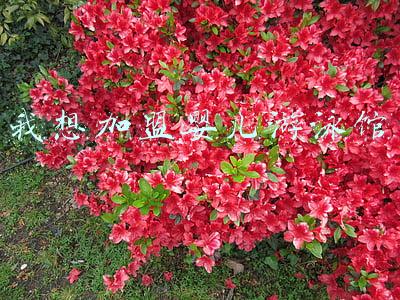 我想加盟婴儿游泳馆