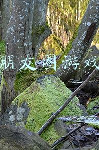 朋友圈游戏