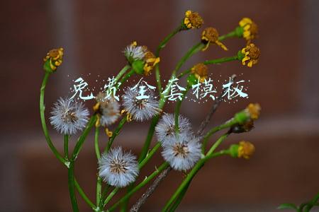 拼多多店铺装修免费全套模板(欧格电商：拼多多店铺应该怎么装修)