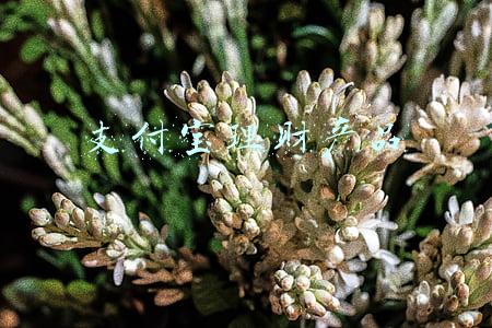 支付宝理财产品