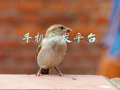 手机批发平台