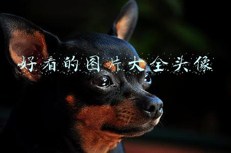 好看的图片大全头像