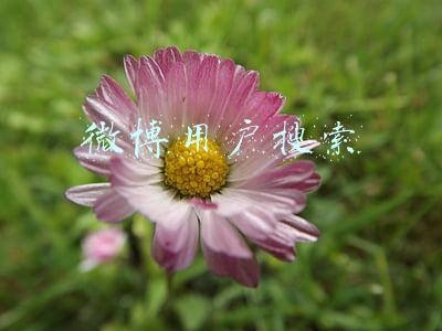 微博用户搜索不到怎么回事(极目时评｜网红主播雪梨等微博账号无法搜索，偷逃税款就别想全身而退)
