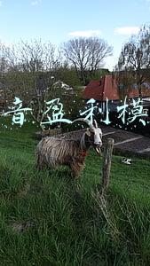 抖音盈利模式