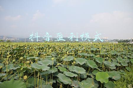 抖音盈利模式