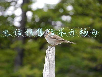 电话销售话术开场白如何能吸引客户(销售如何提高开场白吸引力)
