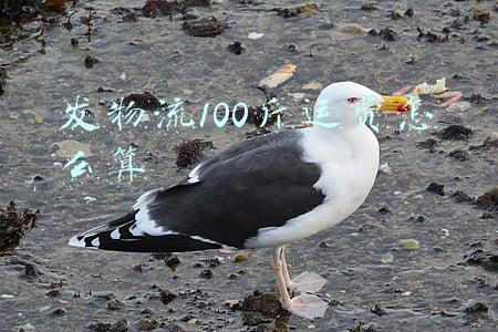 发物流100斤运费怎么算