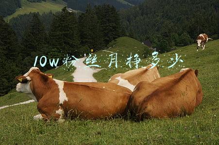 10w粉丝月挣多少