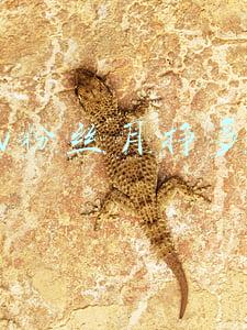 10w粉丝月挣多少